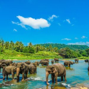 Pinnawala Day Tour from Colombo Port